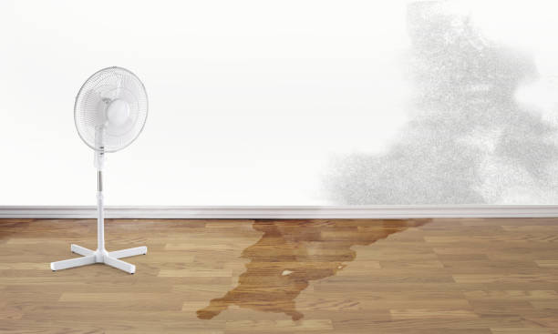 Best Water damage cleanup near me  in Meridian, MS