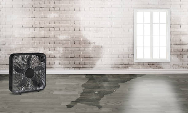 Best Carpet water damage restoration  in Meridian, MS